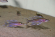 Paracyprichromis nigripinnis near Kantalamba