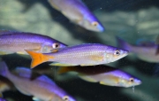 Cyprichromis leptosoma Blue Flesh Msalaba