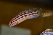 Julidochromis regani Kaseke