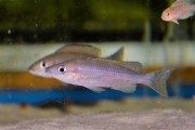 Paracyprichromis brieni Muzi