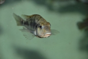 Simnochromis babaulti Shanshete