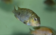 Simnochromis babaulti Shanshete