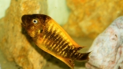Petrochromis ephippium Moshi Yellow
