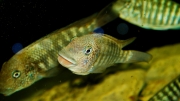Petrochromis sp. Texas Bulu Point