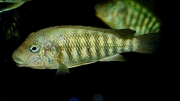 Petrochromis sp. Texas Bulu Point