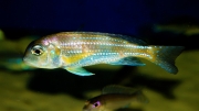 Limnochromis auritus Karago