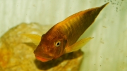 Petrochromis ephippium Moshi Yellow