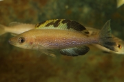 Cyprichromis microlepidotus Kiriza