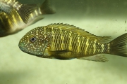 Tropheus sp. maculatus Muluguzi (Murago Moba)