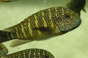 Tropheus sp. maculatus Muluguzi (Murago Moba)