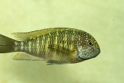 Tropheus sp. maculatus Muluguzi (Murago Moba)