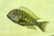 Tropheus sp. maculatus Muluguzi (Murago Moba)