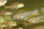 Cyprichromis coloratus Chituta