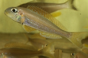 Xenotilapia flavipinnis Kiriza