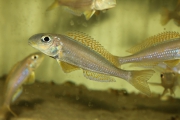 Xenotilapia flavipinnis Kiriza