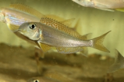 Xenotilapia flavipinnis Kiriza