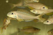 Xenotilapia flavipinnis Kiriza