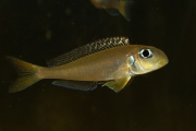 Xenotilapia flavipinnis Red Dorsal Kekese