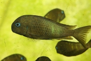 Tropheus sp. crescentic Ubwari