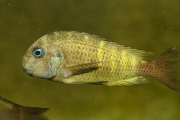 Tropheus sp. crescentic Ubwari