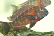 Tropheus sp. Lunangwa South