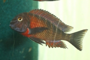 Tropheus sp. Lunangwa South