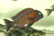 Tropheus sp. Lunangwa South