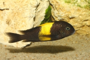 Tropheus sp. Kiriza