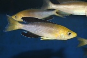 Cyprichromis sp. "Leptosoma Jumbo" Kantalamba