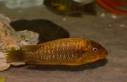 Petrochromis ephippium Moshi