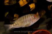 Petrochromis fasciolatus Ikola