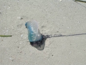 jadowita meduza