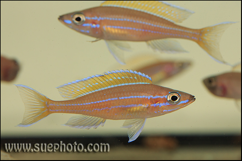 Paracyprichromis nigripinnis Chituta