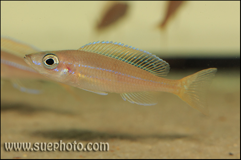 Paracyprichromis nigripinnis Chituta