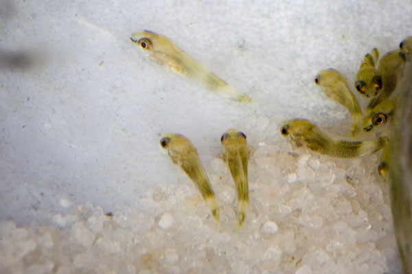 Altolamprologus calvus Black