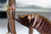 Altolamprologus calvus Black