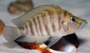 Altolamprologus compressiceps Gold