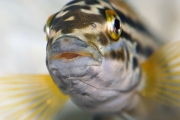 Julidochromis regani Golden Zambia