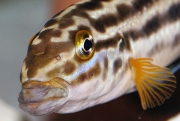 Julidochromis regani Golden Zambia