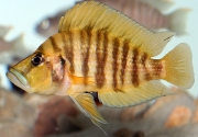 Altolamprologus compressiceps Gold