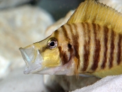 Altolamprologus compressiceps Gold