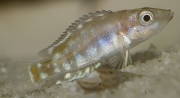 Altolamprologus calvus Black