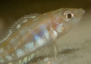 Altolamprologus calvus Black