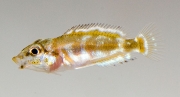 Altolamprologus calvus Black