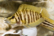 Altolamprologus compressiceps Gold