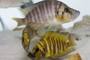 Altolamprologus compressiceps Gold