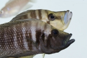 Altolamprologus calvus Black i A. compressiceps Gold