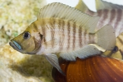 Altolamprologus compressiceps Gold