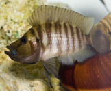 Altolamprologus compressiceps Gold