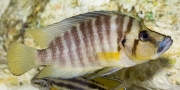 Altolamprologus compressiceps Gold